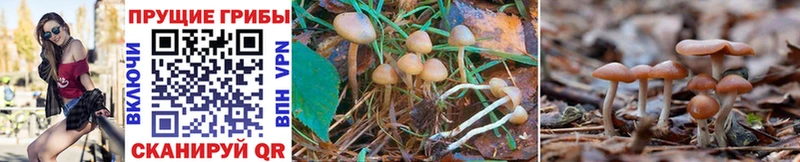 Галлюциногенные грибы Psilocybine cubensis  Катайск 